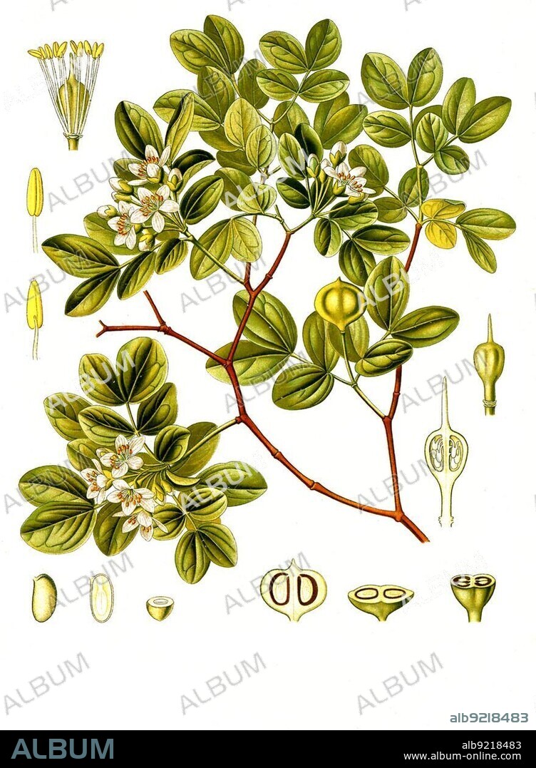 Medicinal plant, Guaiacum officinale, a tree in the yoke-leaf family from the Caribbean, Historical, digitally restored reproduction from a 19th century original.