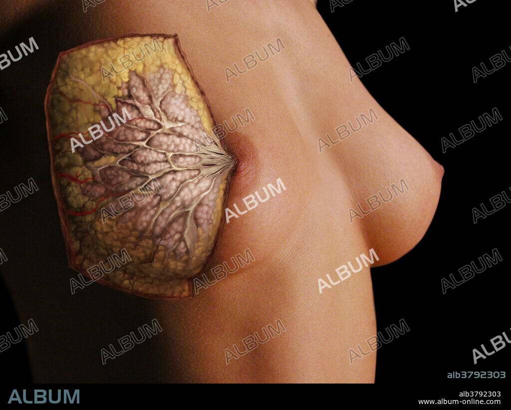 Female mammary glands, which provide nourishing milk to a newborn baby. Internally, the mammary gland consists of up to twenty-five lobes which radiate around and open to the nipple. The lobes are separated from each other by fat and connective tissue. Within the lobes are smaller lobules which are made up of alveoli that produce milk during lactation.