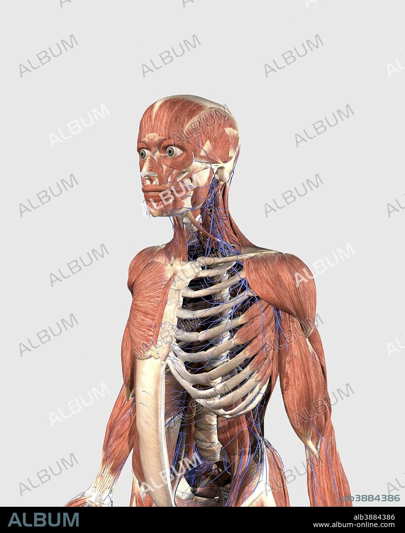 Body parts upper body cheap