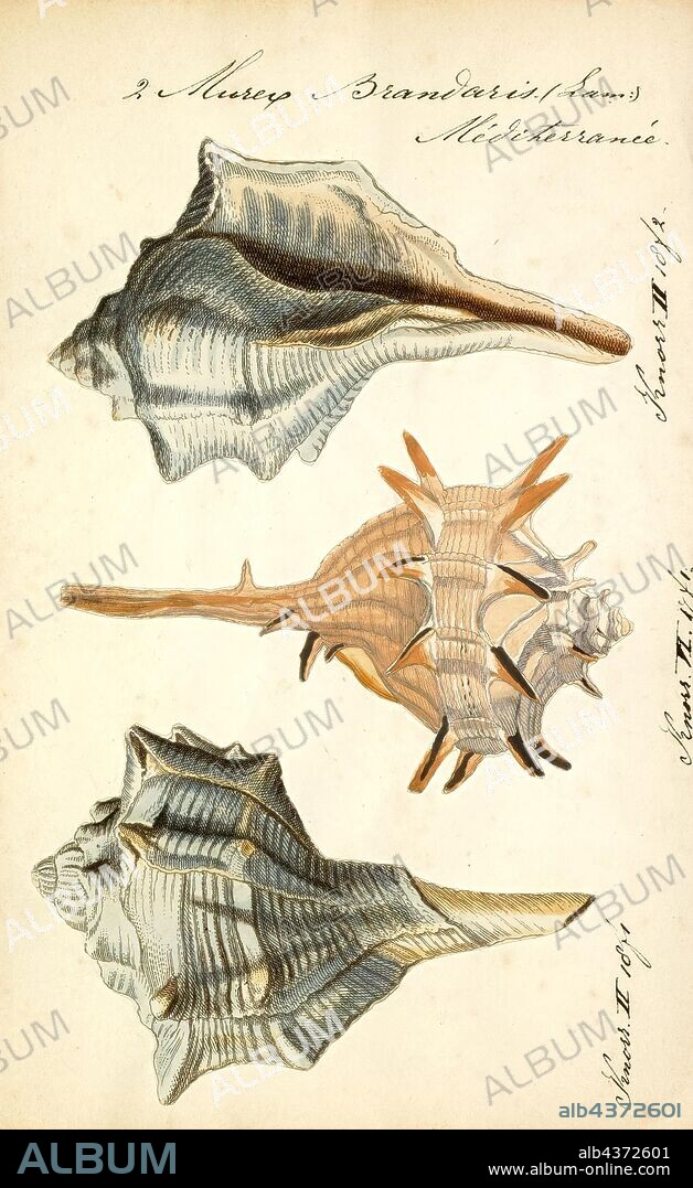 Murex brandaris, Print, Bolinus brandaris (originally called Murex brandaris by Linnaeus and also Haustellum brandaris), and commonly known as the purple dye murex or the spiny dye-murex, is a species of medium-sized predatory sea snail, an edible marine gastropod mollusk in the family Muricidae, the murex snails or the rock snails.