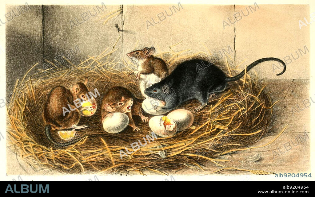 Hausratte, Rattus rattus, auch Dachratte oder Schiffsratte, Histoisch, digital restaurierte Reproduktion einer Originalvorlage aus dem 19. Jahrhundert, genaues Originaldatum nicht bekannt /black rat, Rattus rattus, also known as the roof rat, ship rat, or house rat, historical, digital improved reproduction of an original from the 19th century.