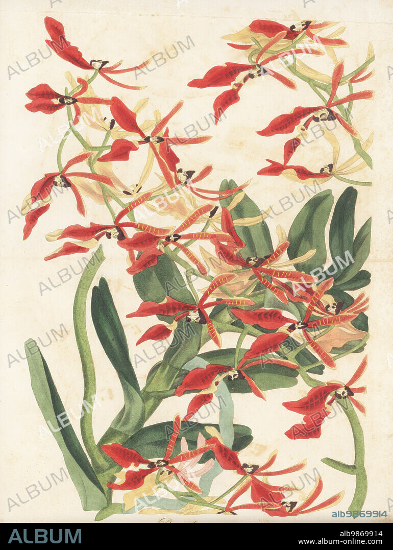 Renanthera coccinea orchid. Chinese scarlet-flowered air plant, Renanthera coccinea. Native from China to Indochina, found growing on trees in the woods in Cochin China. Handcoloured engraving by Frederick William Smith after a botanical illustration by Samuel Holden from Joseph Paxtons Magazine of Botany, and Register of Flowering Plants, Volume 4, Orr and Smith, London, 1837.