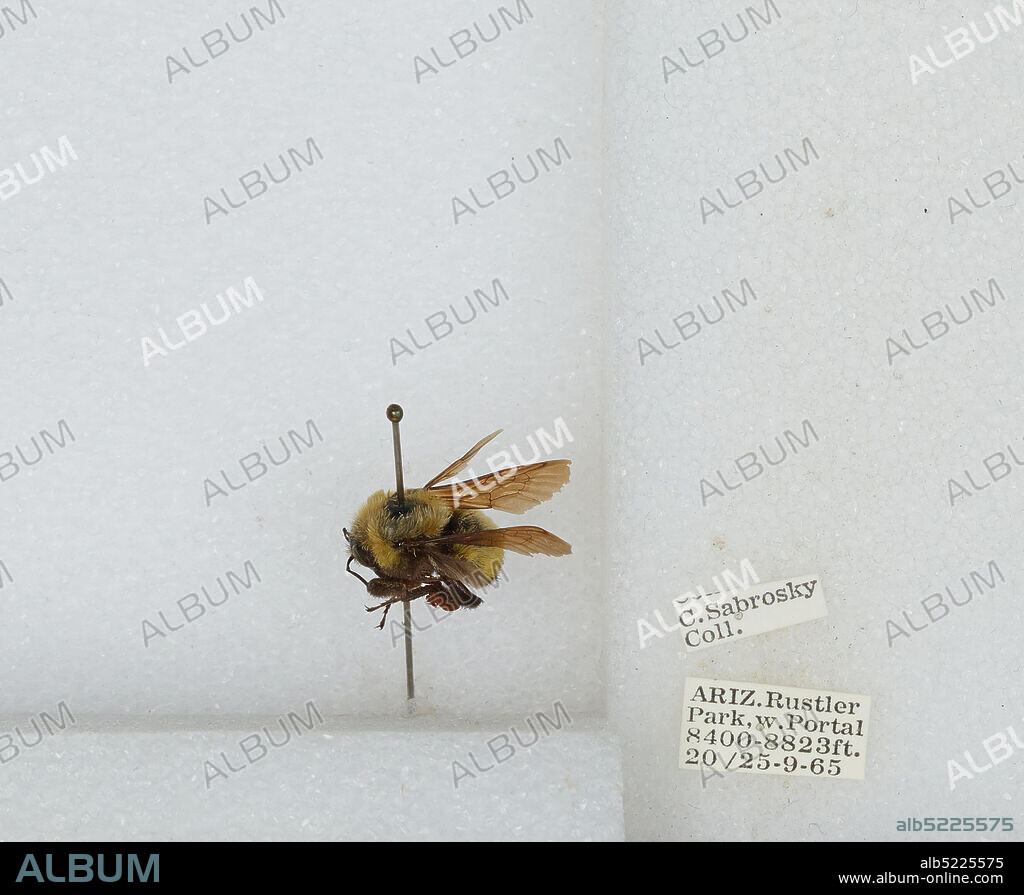 Rustler Park, West of Portal, Cochise, Arizona, United States, Bombus sp., Animalia, Arthropoda, Insecta, Hymenoptera, Apidae, Apinae.