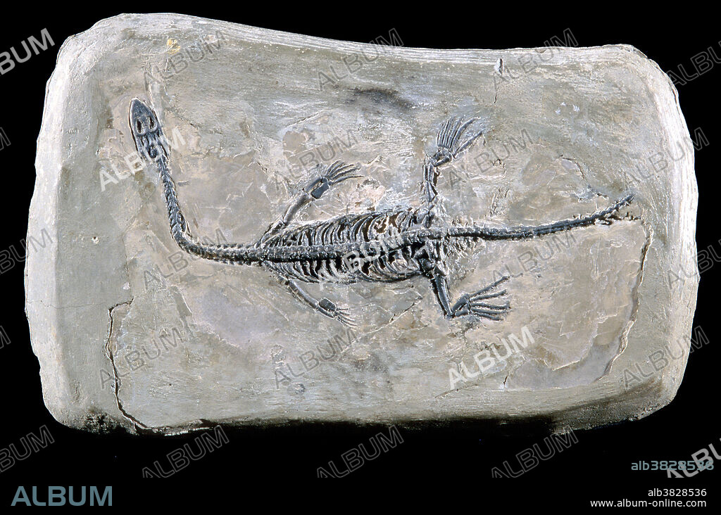 Pachypleurosaur Fossil