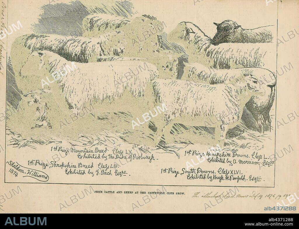 Ovis aries brachyura, Print, Ovis is a genus of mammals, part of the Caprinae subfamily of the ruminant family Bovidae. Its five or more highly sociable species are known as sheep. The domestic sheep is one member of the genus, and is thought to be descended from the wild mouflon of central and southwest Asia., 1874.