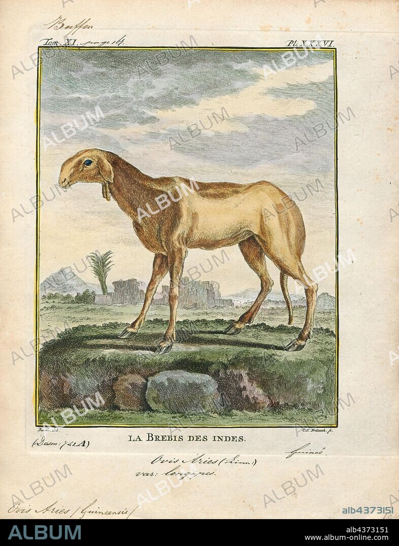 Ovis aries guineensis, Print, Ovis is a genus of mammals, part of the Caprinae subfamily of the ruminant family Bovidae. Its five or more highly sociable species are known as sheep. The domestic sheep is one member of the genus, and is thought to be descended from the wild mouflon of central and southwest Asia., 1700-1880.
