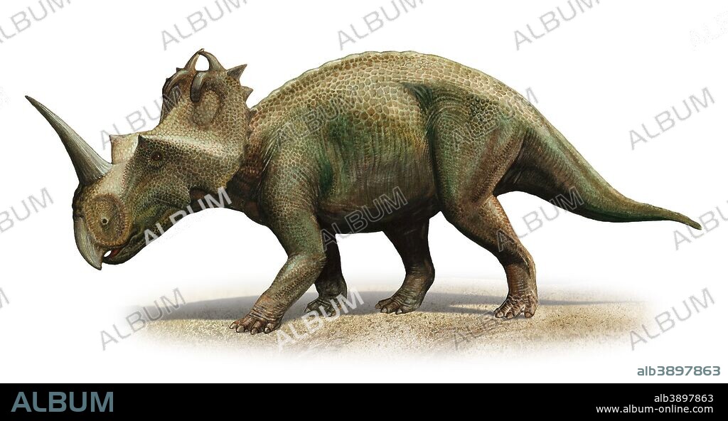 Centrosaurus apertus, a prehistoric era dinosaur from the Late Cretaceous period.