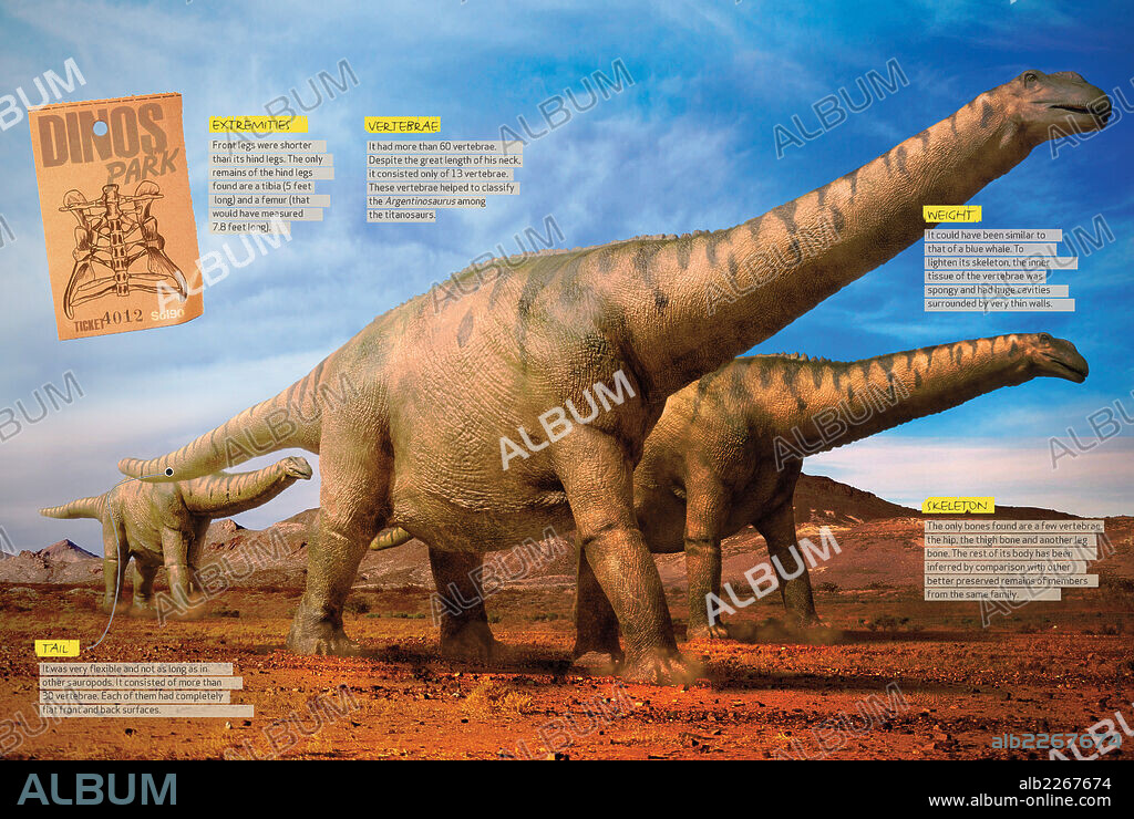 What the Argentinosaurus was like. Infographics about the physical characteristics of the argentinosaurus, a huge herbivorous dinosaur from the Cretaceous period.