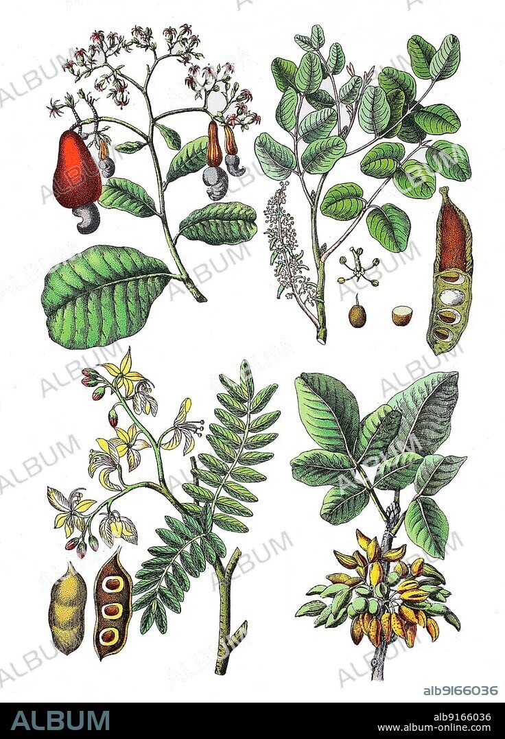 Cashew tree, cashew tree, acajou tree or kidney tree, Anacardium occidentale (top left), carob tree, Bockshörndl tree, caruben tree or carob tree, Ceratonia siliqua (top right), tamarind tree, Tamarindus indica (bottom left), pistachio tree, real pistachio, Pistacia vera (bottom right), Historic, digitally restored reproduction of a 19th century original