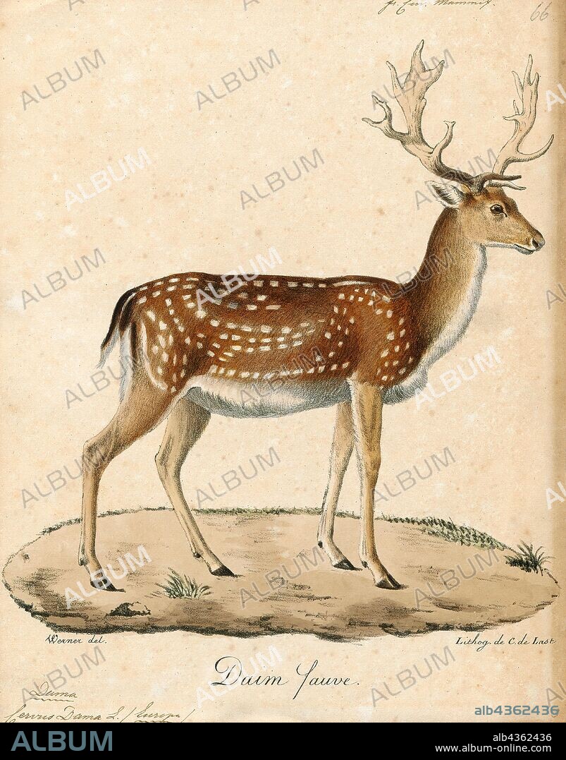Cervus dama, Print, The fallow deer (Dama dama) is a ruminant mammal belonging to the family Cervidae. This common species is native to Europe, but has been introduced to Antigua & Barbuda, Argentina, South Africa, Fernando Pó, São Tomé, Madagascar, Mauritius, Mayotte, Réunion, Seychelles, Comoro Islands, Morocco, Algeria, Tunisia, Cyprus, Israel, Cape Verde, Lebanon, Australia, New Zealand, Canada, the United States, the Falkland Islands, and Peru. Some taxonomers include the rarer Persian fallow deer as a subspecies (D. d. mesopotamica), while others treat it as an entirely different species (D. mesopotamica)., 1818-1842.