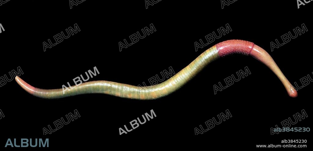 Reconstruction of the priapulid worm, Louisella pedunculata, from the Middle Cambrian Burgess Shale of British Columbia. This long priapulid (15 to 26 cm.) burrowed in the sediment and nabbed its prey with a long proboscis where the mouth is located.