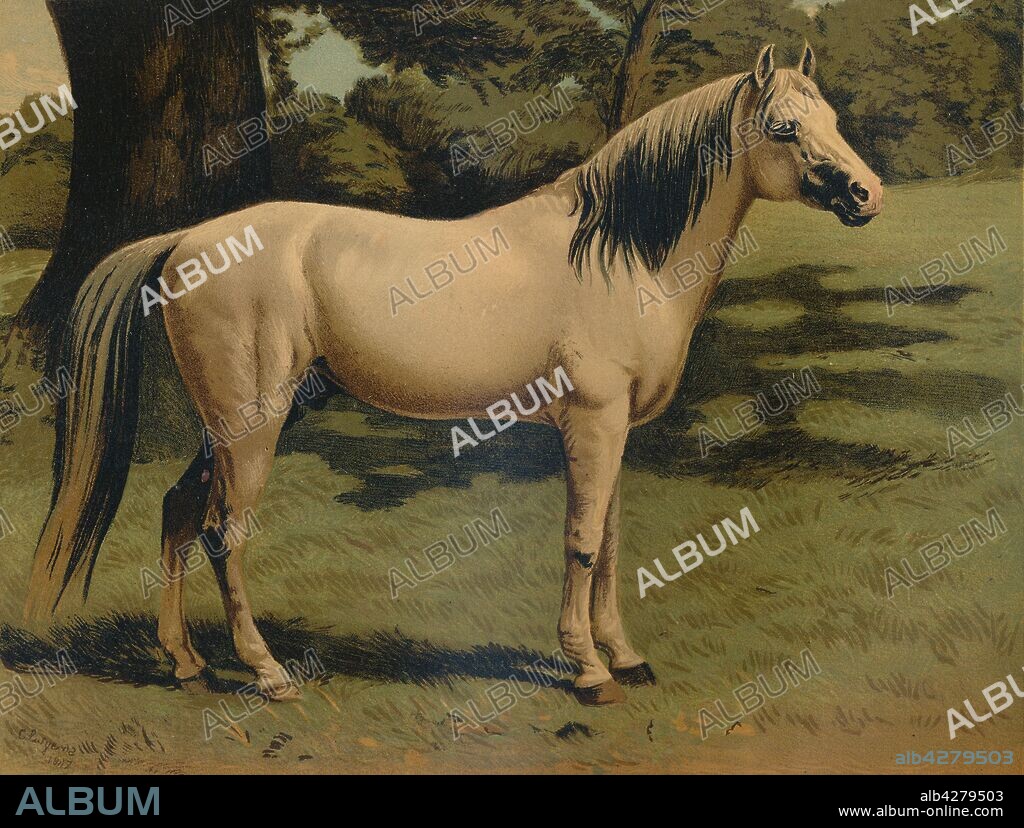 'The Arab Pony Charger of General Sir Hope Grant, G.C.B. in the Indian Mutiny of 1859 and Chinese Campaign of 1860', c1879. From "The Book of the Horse", by S. Sidney. [Cassell & Company, Limited, London, Paris, New York, Melbourne].