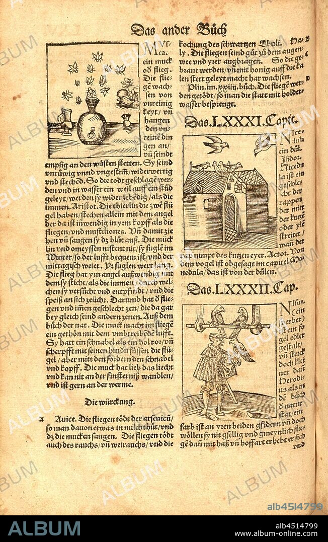 Fly Nicedula Hobbie, Animals, insects, bird, Fig. 115, Fol. LXVv, Apiarius, Mathias (imp.), 1536, [Hortus sanitatis oder Garth der Gesundtheyt: von den vier Geschlechten als Thier, Vögel, Vischen und edlem Gesteyn]. [Gedruckt und volendet zu Strassburg]: [durch Mathiam Apiarium], [1536].