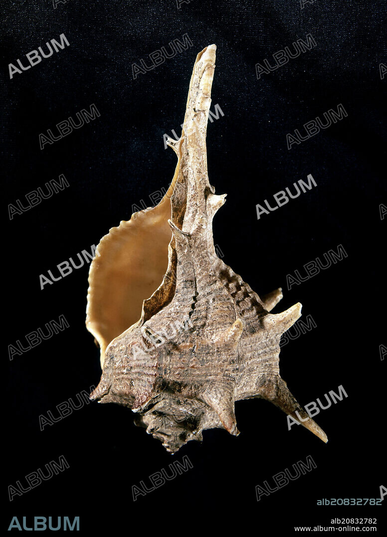 ABROJIN (CARACOL MARINO).