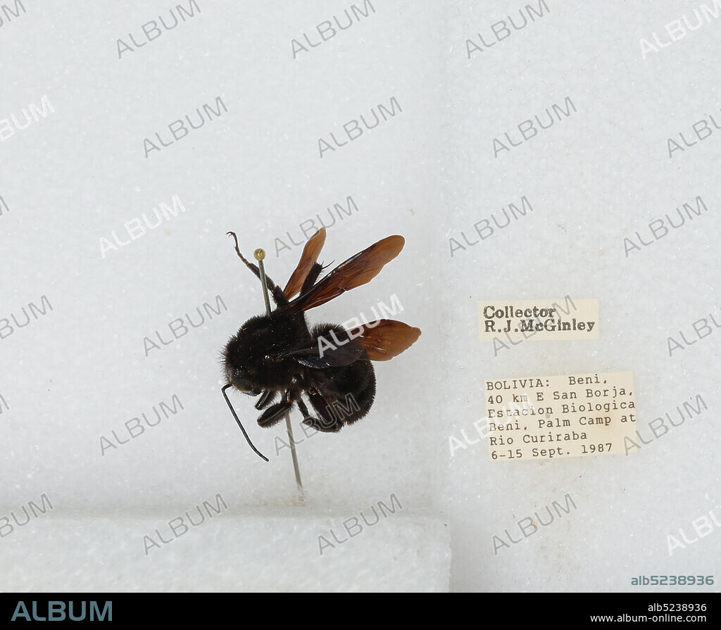 40 km East of San Borja, Estacion Biologica Beni, Palm Camp at Rio Curiraba, Beni, Bolivia, Bombus sp., Animalia, Arthropoda, Insecta, Hymenoptera, Apidae, Apinae.