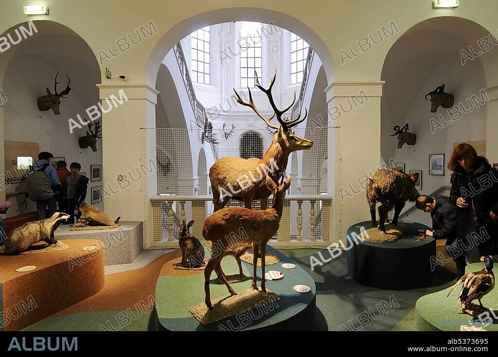 Stuffed animals, Deutsches Jagd- und Fischereimuseum (German Hunting and Fishing Museum), Munich, Bavaria, Germany