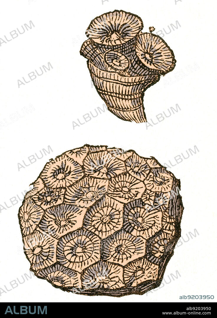 Rugose Coral Fossil, Illustration