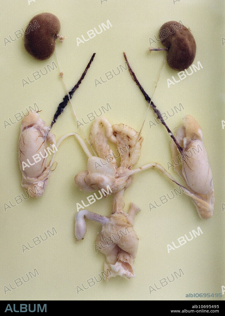 Urogenital system of a male rat (Rattus rattus).