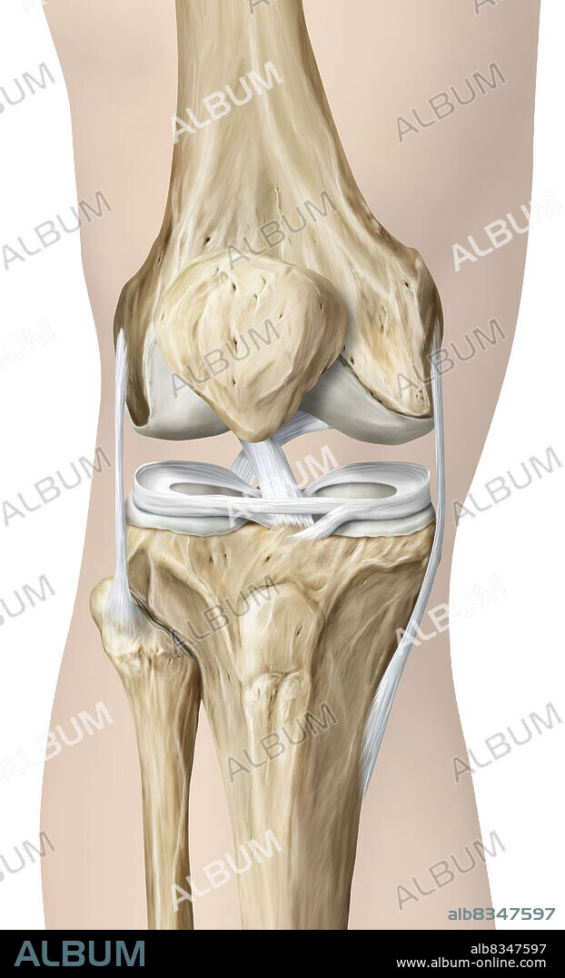 The synovial joint of the knee links the femur to the tibia, the fibula, and the patella. As a result, the knee refers to the area of the body where the thigh meets the calf. Used often, it is reinforced and stabilized by multiple ligaments and the menisci.