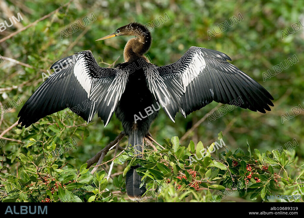 Anhinga (Anhinga anhinga), also called Snake-bird or Water Turkey. Adult male drying plumage. Anhingas do not possess an oil gland and so are not able to waterproof their feathers like other birds.
