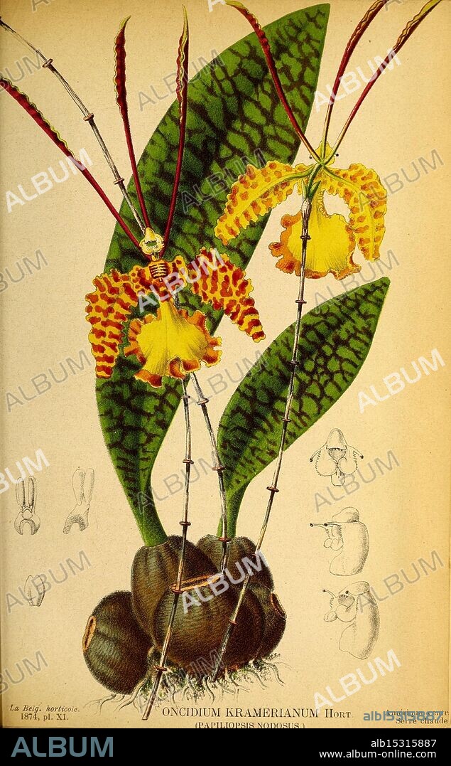 Belgique, horticole, Liége, botany, horticulture, periodicals, plants, An illustration featuring the Oncidium kramerianum orchid, renowned for its striking and intricate floral structure. The central focus showcases the vibrant, yellow and maroon blooms, characterized by elongated, slender petals and a unique arrangement that resembles a dancing figure. Beneath the flowers, broad, green leaves exhibit a speckled pattern, adding a rich texture to the composition. Surrounding the main plant are detailed studies highlighting various anatomical features of the orchid, such as the specific shapes of the petals and the structure of the column, providing a comprehensive view of this captivating species.