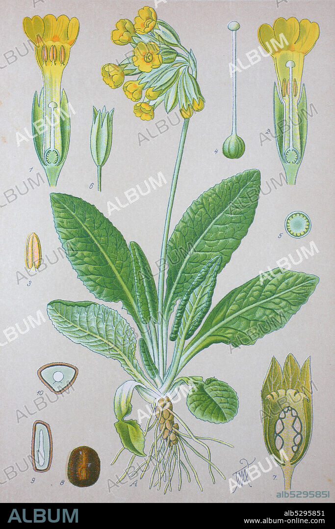 Primula veris, cowslip, common cowslip, cowslip primrose, syn. Primula officinalis Hill, primrose family Primulaceae  /  Echte Schlüsselblume, Pflanzenart aus der Gattung der Primeln, Digital improved reproduction of an original print from the 19th century / digitale Reproduktion von einer Originalvorlage aus dem 19. Jahrhundert.
