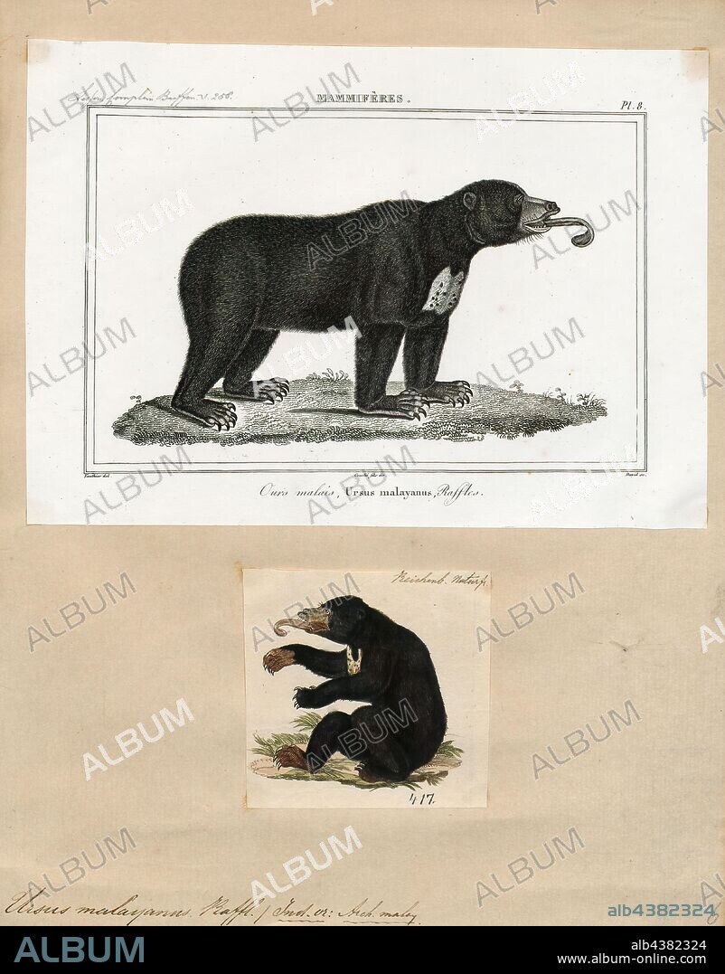 Ursus malayanus, Print, The sun bear (Helarctos malayanus) is a bear species occurring in tropical forest habitats of Southeast Asia. It is listed as Vulnerable on the IUCN Red List. The global population is thought to have declined by more than 30% over the past three bear generations. Suitable habitat has been dramatically reduced due to the large-scale deforestation that has occurred throughout Southeast Asia over the past three decades., 1700-1880.