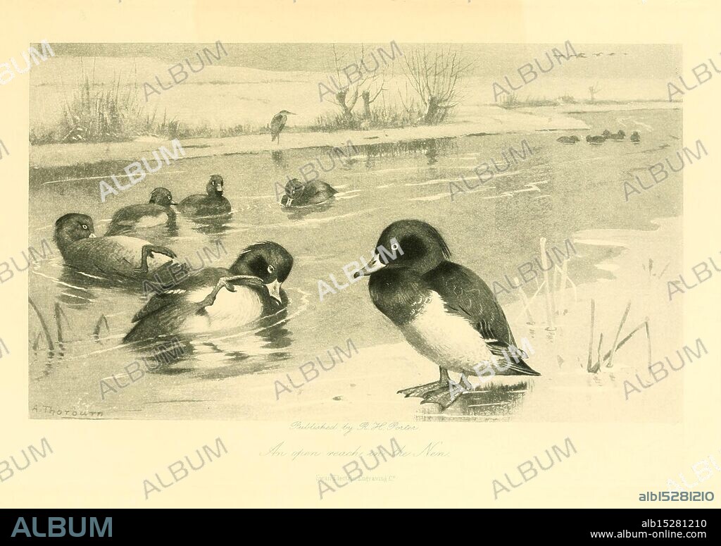 Notes on the birds of Northamptonshire and neighbourhood, London, Porter, 1895, Great Britain, birds, Archibald Thorburn, Aythya fuligula, Tufted Duck, Archibald Thorburn, A serene depiction of a group of ducks in a tranquil setting. In the foreground, a solitary duck stands on the edge of a gentle ripple, its head turned slightly, showcasing its distinctive features. Nearby, three other ducks are seen swimming, their reflections subtly merging with the water's surface. The backdrop features soft reeds and grasses, enhancing the peaceful ambiance of the scene, hinting at a quiet wetland environment. This composition beautifully captures the elegance and simplicity of nature.