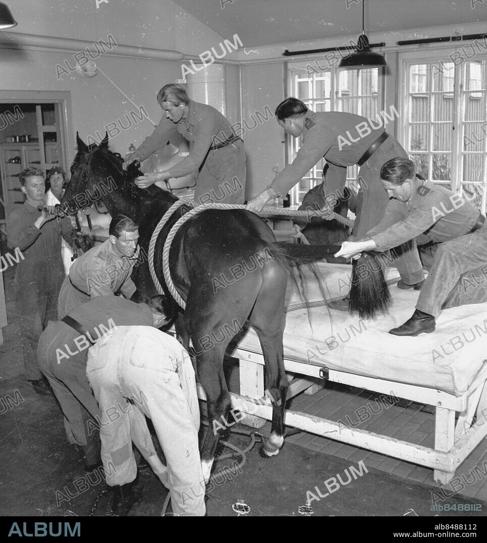Blå Stjärnan på Kviberg. Veterinärer tar hand om häst. *** Local Caption *** . KAMERAREPORTAGE.