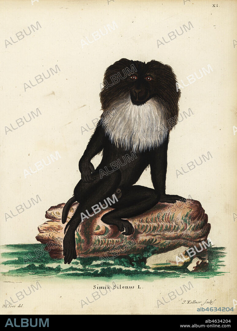 Long-tailed macaque, Macaca silenus. Endangered. Simia silenus L. Handcoloured copperplate engraving by Joseph Kellner after an illustration by Jacques de Seve from Johann Christian Daniel Schreber's Animal Illustrations after Nature, or Schreber's Fantastic Animals, Erlangen, Germany, 1775.
