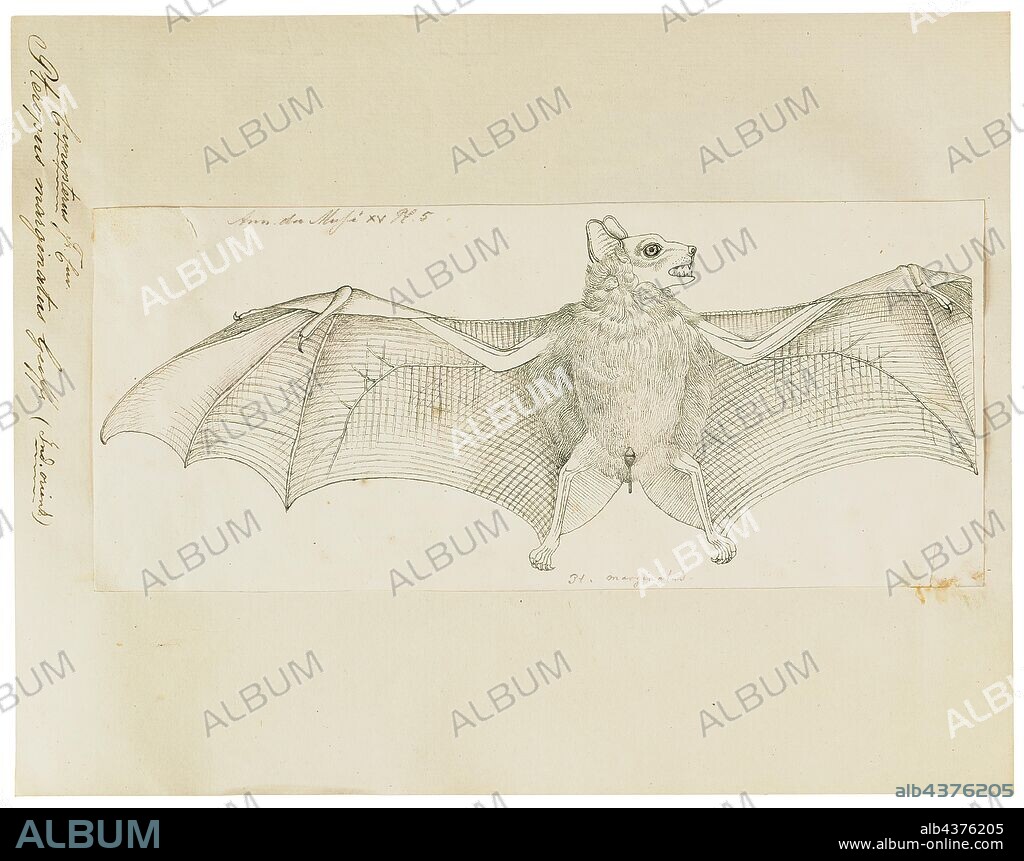Pteropus marginatus, Print, Pteropus (suborder Yinpterochiroptera) is a genus of megabats which are among the largest in the world. They are commonly known as fruit bats or flying foxes, among other colloquial names. They live in the tropics and subtropics of Asia (including the Indian subcontinent), Australia, East Africa, and some oceanic islands in the Indian and Pacific Oceans. There are at least 60 extant species in the genus., 1700-1880.