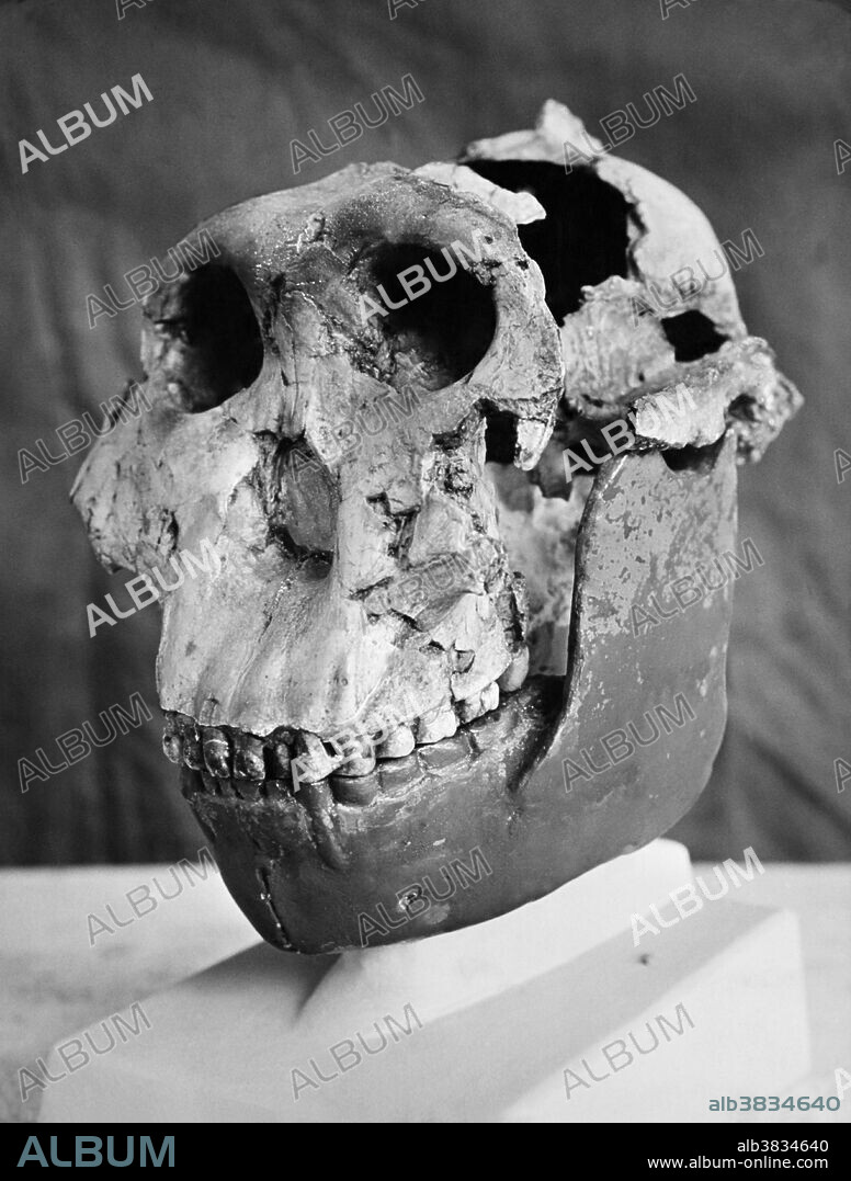 Nutcracker Man, nickname of the preserved cranium OH5, is a fossil of the Paranthropus boisei. It was discovered by Mary Leakey in 1959 in Olduvai Gorge, Tanzania.