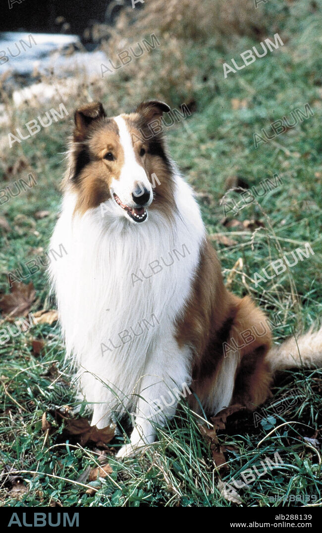 LASSIE, 1994, directed by DANIEL PETRIE. Copyright PARAMOUNT PICTURES.