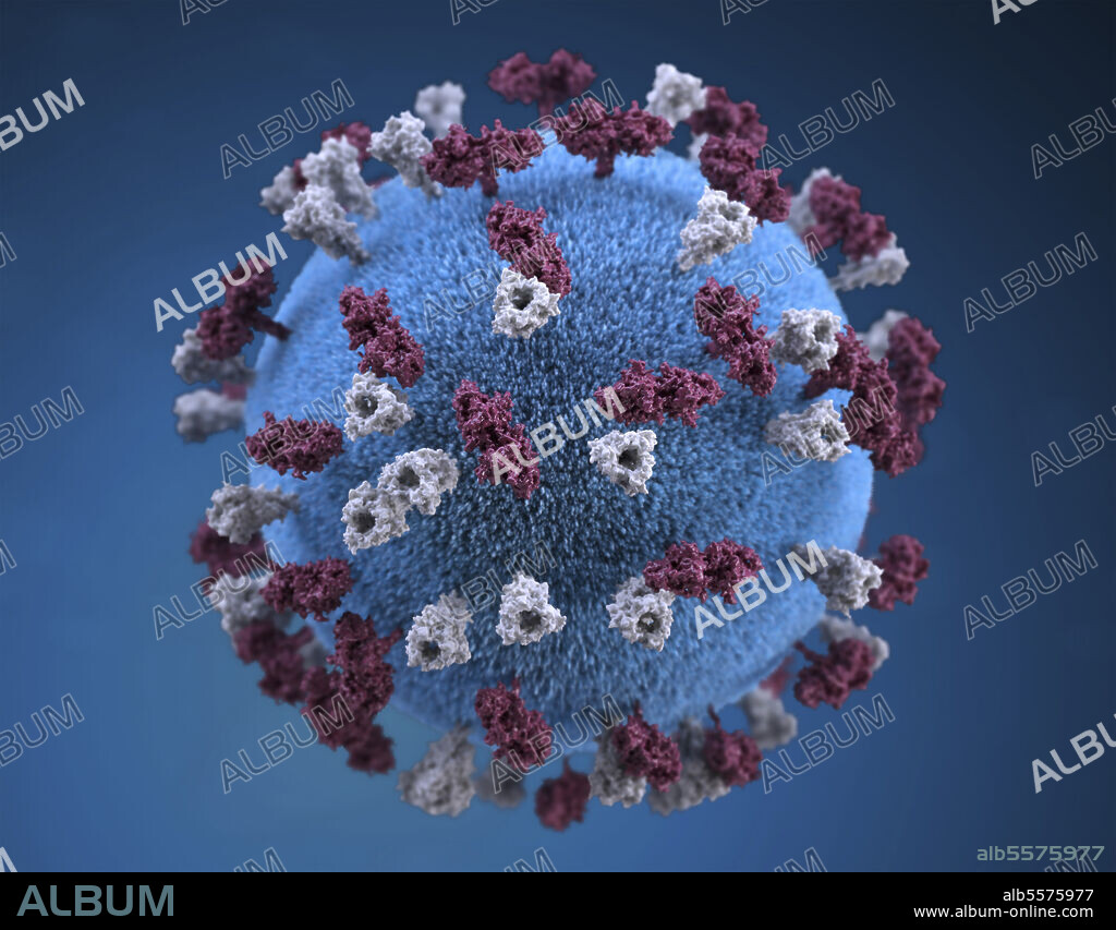 3D illustration of spherical-shaped, measles virus particle, that is studded with glycoprotein tubercles. These tubercular studs colorized maroon, are known as H-proteins (hemagglutinin), while those colorized gray, represented what are referred to as F-proteins (fusion). The F-protein is responsible for fusion of the virus and host cell membranes, viral penetration, and hemolysis. The H-protein is responsible for the binding of virions to cells. Both types of proteinaceous studs are embedded in the particle envelopes lipid bilayer.