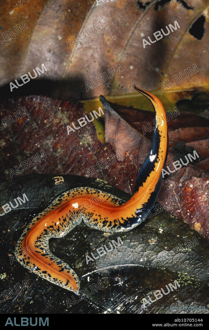 Colourful, free-living flatworm (phylum Platyhelminthes), 8 inches long, crawling slowly over a leaf on the forest floor in the lowland Amazon rainforest of north-eastern Peru, in December.
