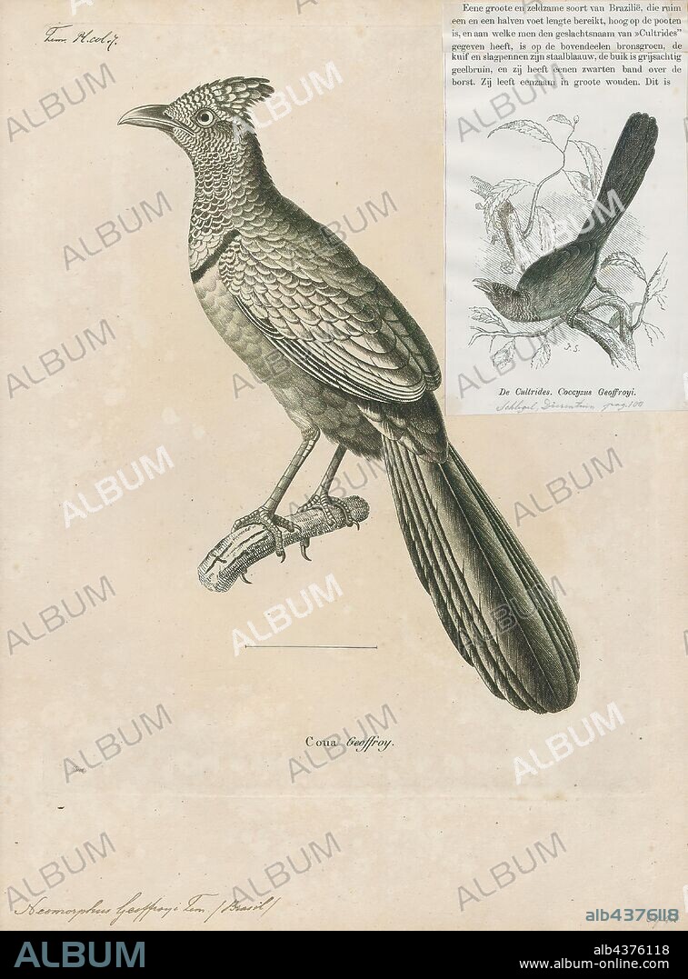 Neomorphus geoffroyi, Print, The rufous-vented ground cuckoo (Neomorphus geoffroyi) is a large terrestrial species of cuckoo in the family Cuculidae. It is found in humid primary forests from southern Nicaragua, through Costa Rica and Panama, into north-western Colombia. Another population occurs in the western and southern Amazon Basin of south-eastern Colombia, eastern Ecuador, eastern Peru, northern Bolivia and Brazil, while a final population occurs in the Atlantic Forest of eastern Brazil. Much confusion exists over the exact limits of its distribution in the south-central Amazon, where the very similar scaled ground cuckoo occurs (the breast-markings typically used to separate the scaled and the rufous-vented ground cuckoos are known to vary clinally). Consequently, the scaled ground cuckoo has often been considered a subspecies of the rufous-vented ground cuckoo., 1700-1880.