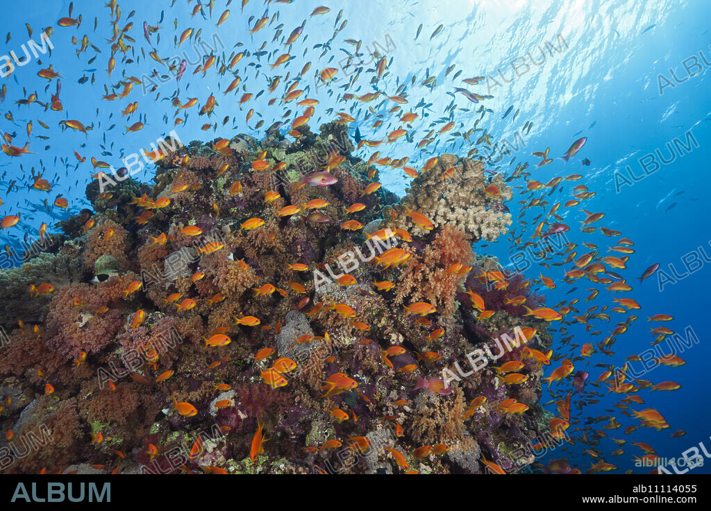 Lyretail Anthias over Reef, Pseudanthias squamipinnis, St. Johns, Red Sea, Egypt.