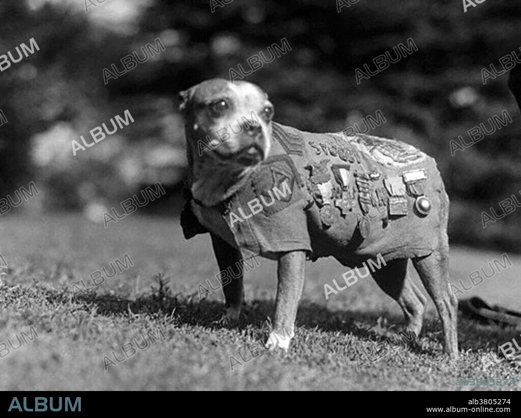 Sergeant Stubby wearing military uniform and decorations. While training for combat on the fields of Yale University in 1917, Private J. Robert Conroy found a brindle puppy with a short tail. He named him Stubby, and soon the dog became the mascot of the 102nd Infantry, 26th Yankee Division. When they headed for the front lines in France, Stubby was given special orders allowing him to accompany the Division to the front lines as their official mascot. Sergeant Stubby (1916 or 1917 - April 4, 1926), was the most decorated war dog of WWI and the only dog to be promoted to sergeant through combat. America's first war dog, Stubby served for 18 months and participated in seventeen battles on the Western Front. He saved his regiment from surprise mustard gas attacks, found and comforted the wounded, and even once caught a German spy by the seat of his pants, holding him there until American soldiers found him. Back home his exploits were front page news of every major newspaper and he was awarded many medals for his heroism, including a medal from the Humane Society presented by General John Pershing. He met Presidents Woodrow Wilson, Calvin Coolidge, and Warren G. Harding. In 1921, he attended Georgetown University Law Center with Conroy, and became the Georgetown Hoyas' team mascot. He died in 1926.