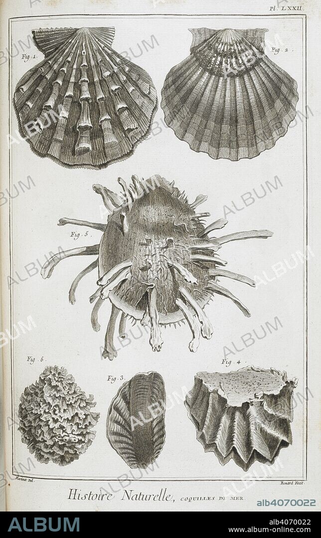 DENIS DIDEROT y M. F. N MARTINET. coquilles de mer (sea shells.). Recueil de planches, sur les sciences, les arts libeÌraux, et les arts meÌchaniques, avec leur explication. Paris, 1762-72. Source: 65.g.6-66.g.4.(6) Plate LXXII.