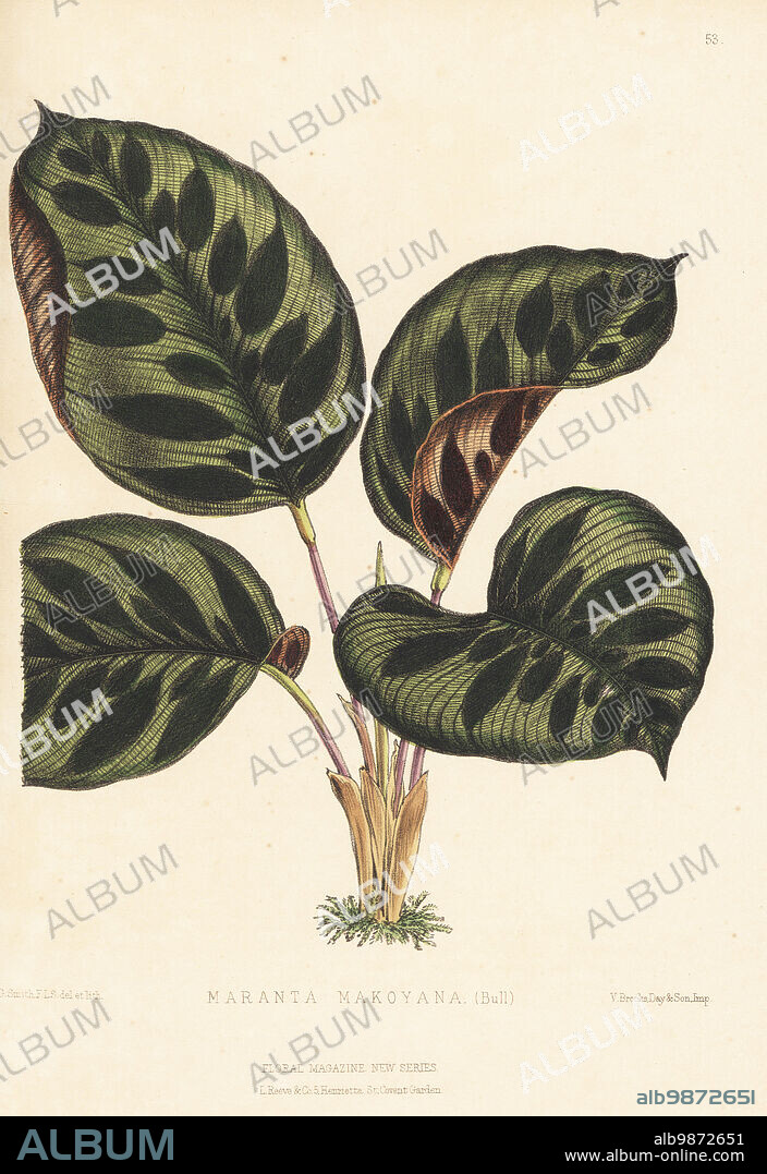 Peacock plant or cathedral windows, Calathea makoyana. As Maranta makoyana (Bull) or Maranta olivaris. Named after Mr Makoy of Liege. Handcolored botanical illustration drawn and lithographed by Worthington George Smith from Henry Honywood Dombrain's Floral Magazine, New Series, Volume 2, L. Reeve, London, 1873. Clergyman gardener Dombrain (1818-1905) edited the Floral Magazine from 1862 to 1873.