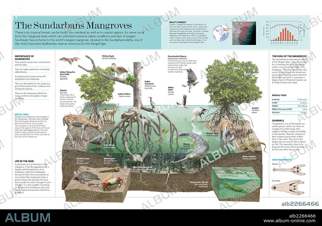 Los manglares de Sundarbans. Infografía del ecosistema de los manglares de Sundarbans (Bangladesh).