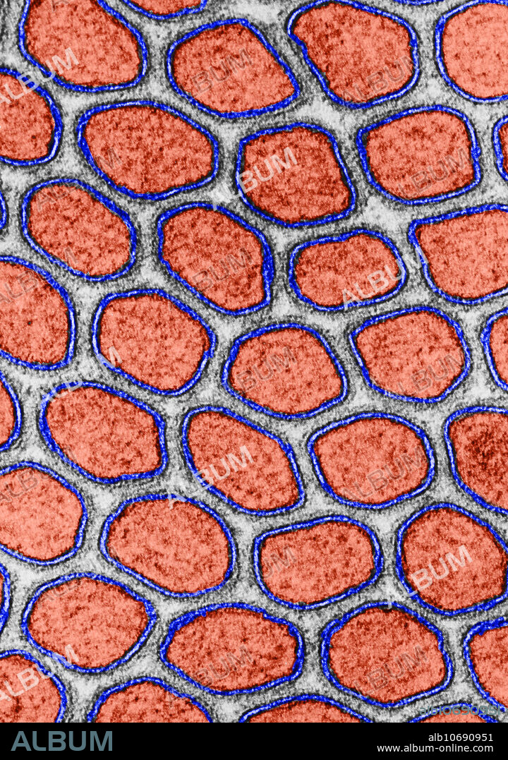 Transmission electron micrograph of the intestinal microvilli of a cat. The cross-section of each microvillus (in red) is bounded by two dense lines of similar thickness (in black) separated by a lighter intermediate zone (in blue). Not all cell membranes exhibit his degree of symmetry. In some, the outer dense line is thinner than the inner.
