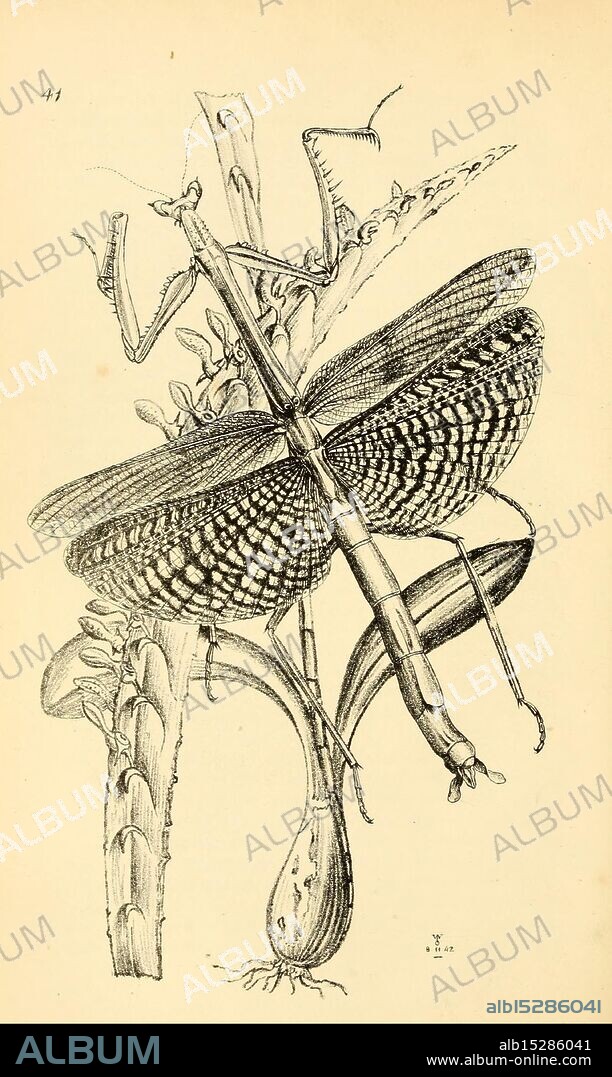 Arcana entomologica, or Illustrations of new, rare, and interesting insects, London, William Smith, 1845 [i.e. 1841-1845], classification, entomology, insects, pictorial works, arthropoda, arthropod,, A detailed illustration showcases a large, intricately patterned insect, prominently featuring its textured wings with a striking geometric design. The insect is perched on a slender plant stem adorned with delicate foliage and other organic forms. Its elongated body and elongated limbs suggest it is well-adapted for camouflage within its environment. The composition highlights the intricate relationships between this insect and the surrounding vegetation, emphasizing the beauty of nature's details.
