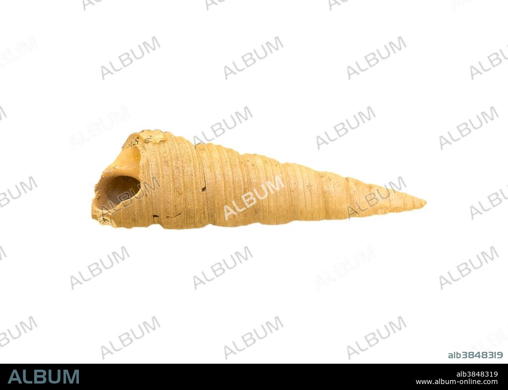 Fossil Snail (Turritella vertebroides) from the Late Cretaceous, about 81 m.y.a., Coon Creek, Tennessee, USA. Specimen at Museum of the Earth, Ithaca, New York.