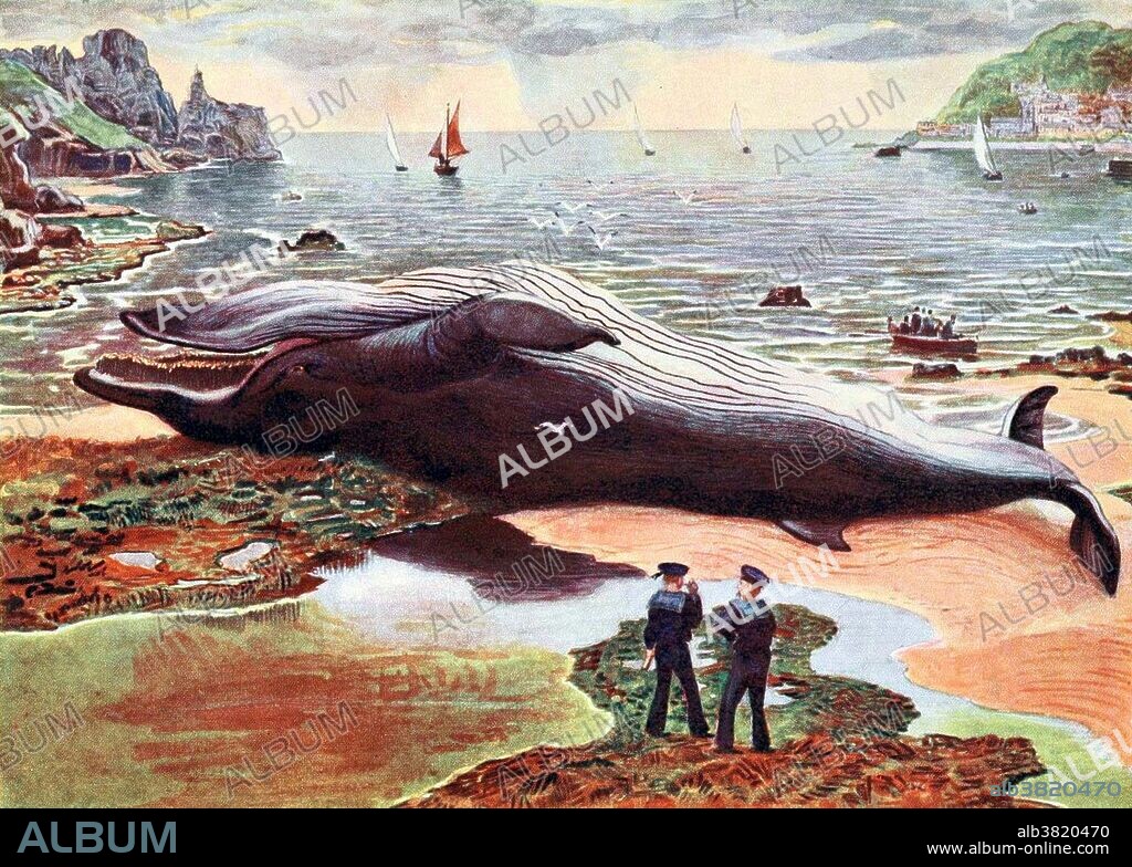 Rorquals (family Balaenopteridae) are the largest group of baleen whales, with nine extant species in two genera. Whale is the common name for various marine mammals of the order Cetacea. The Cetacean suborder, Mysticeti (baleen whales), comprises filter feeders who eat small organisms caught by straining seawater through a comblike structure found in the mouth called baleen. This suborder includes the blue whale, the humpback whale, the bowhead whale and the minke whale. All cetaceans have forelimbs modified as fins, a tail with horizontal flukes, and nasal openings (blowholes) on top of the head. Whales inhabit all the world's oceans and number in the millions. Human hunting of whales from the seventeenth century until 1986 radically reduced the populations of some whale species. They are long-lived, humpback whales living for up to 77 years, while bowhead whales may live for more than a century. British Mammals by Sir Harry Johnston, 1903.