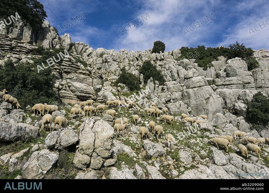 rebaño de ovejas, Paraje Natural Torcal de Antequera, términos municipales de Antequera y Villanueva de la Concepción,  provincia de Málaga, Andalucia, Spain.