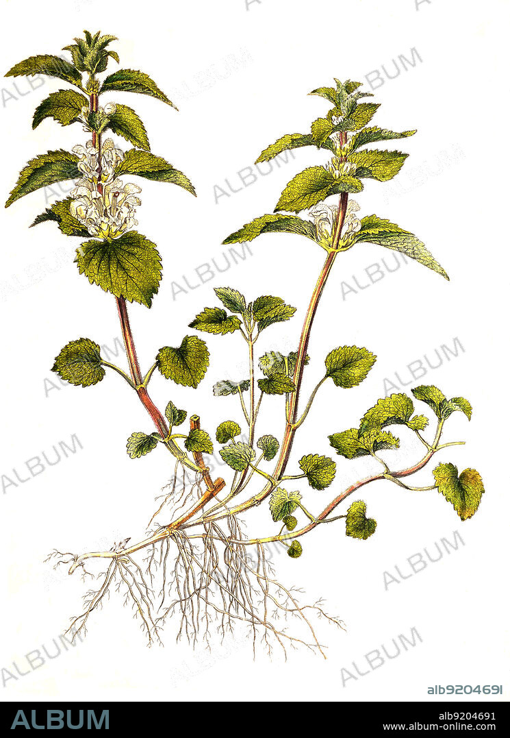 Weiße Taubnessel, Lamium album / Lamium album, commonly called white nettle or white dead-nettle, historical, digital improved reproduction of an original from the 19th century / digital restaurierte Reproduktion einer Originalvorlage aus dem 19. Jahrhundert, genaues Originaldatum nicht bekannt.
