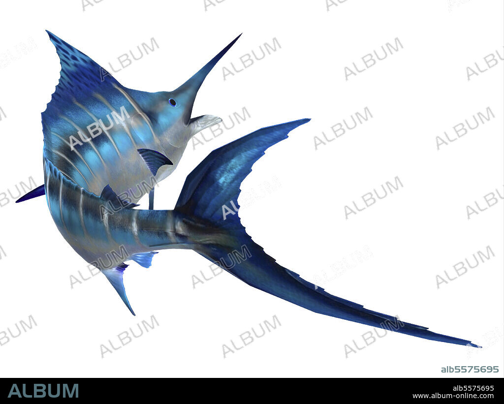 Atlantic blue marlin on white background. The Atlantic blue marlin fish is the largest bony fish and is a popular game fish in the Atlantic ocean.