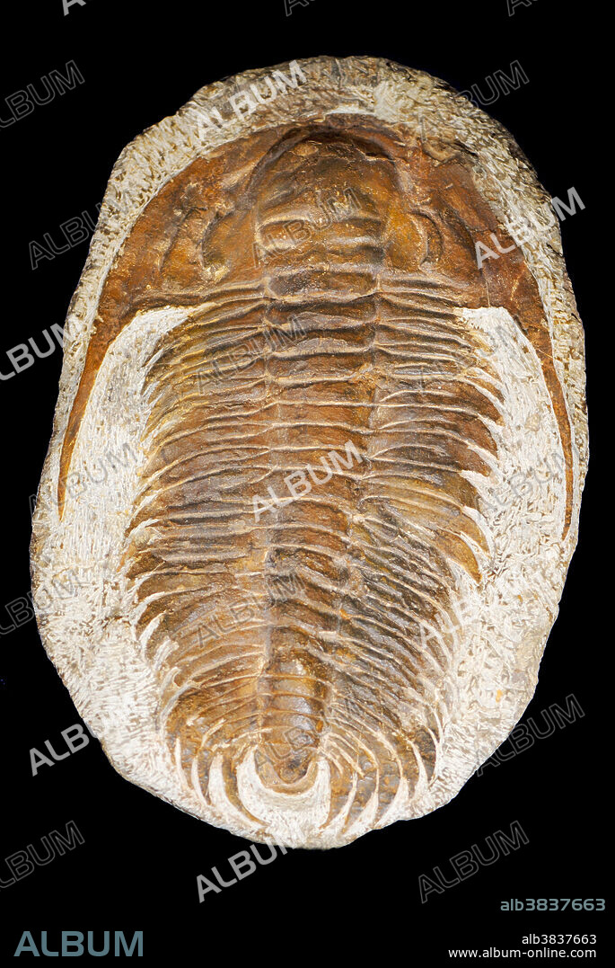 Trilobites are extinct arthropods that form the class Trilobita. They appeared in the Middle Cambrian epoch and flourished throughout the lower Paleozoic era before beginning a drawn-out decline to extinction when, during the Late Devonian extinction, all trilobite orders, with the sole exception of Proetida, died out. The last of the trilobites disappeared in the mass extinction at the end of the Permian about 250 million years ago.