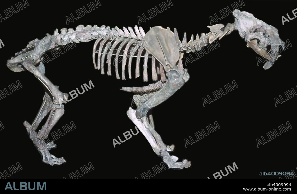 Fossil skeleton of a sabre-toothed tiger (Smilodon Neogaeus Lund) from Rio Araco, Argentina.